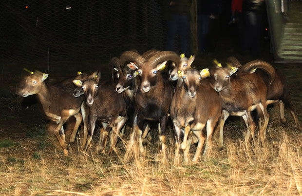 Обновљено крдо које је настањивало ловиште суботичке шуме: Муфлони поново јуре равницом